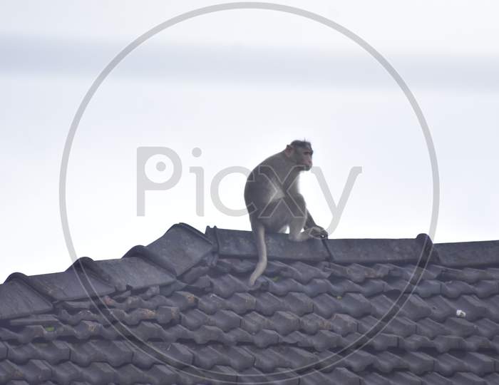 Monkey on rooftop