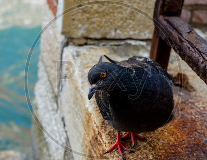 Italy, Venice, A Black Bird Sitting On A Rock