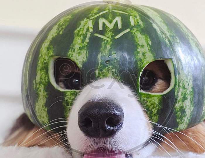Dog wear Melon Hat