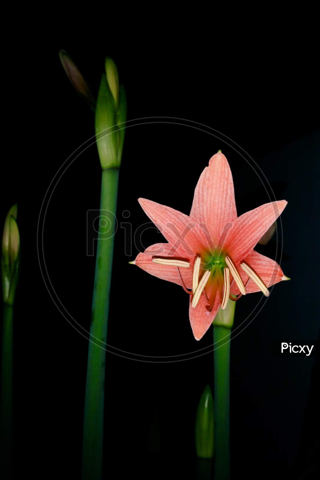 Image of April flowers-YB800110-Picxy