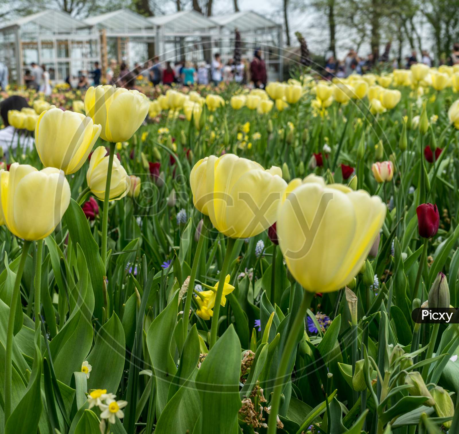 Lisse, Netherlands - 22 April: Yellow Tulips At  Keukenhoff, Tulip Gardens