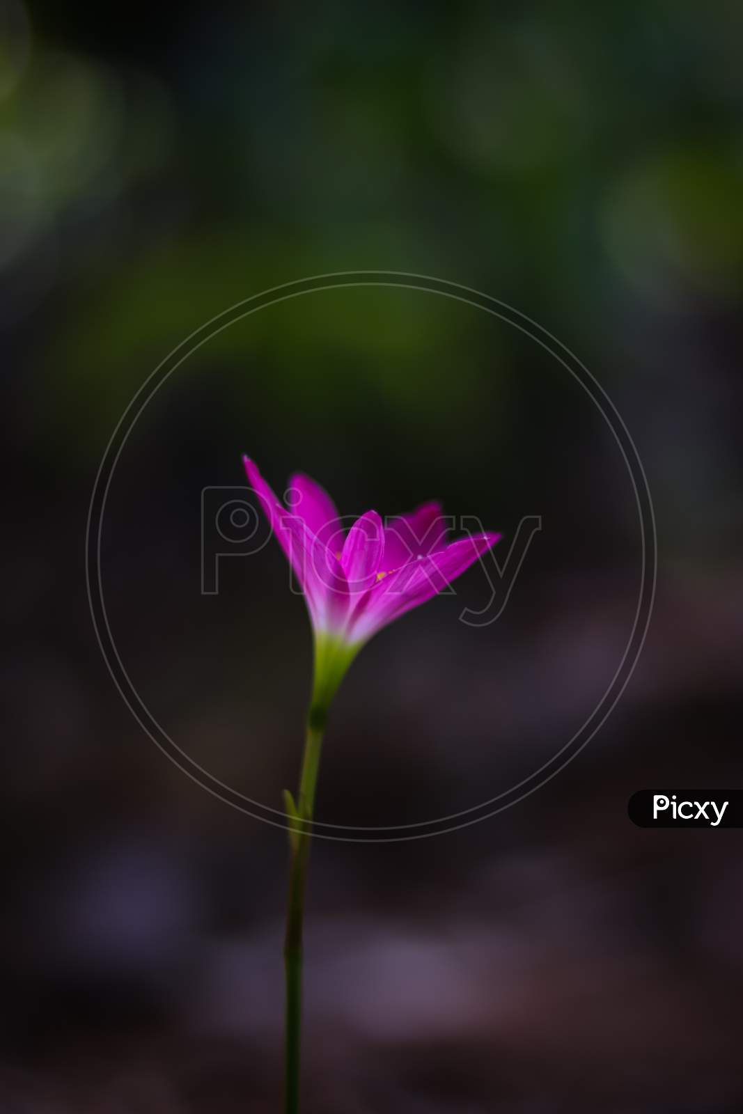 Pink Rain Lily. (Zephyranthes Grandiflora)