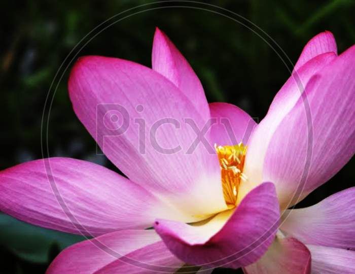 Beautiful closeup of a Loyus flower