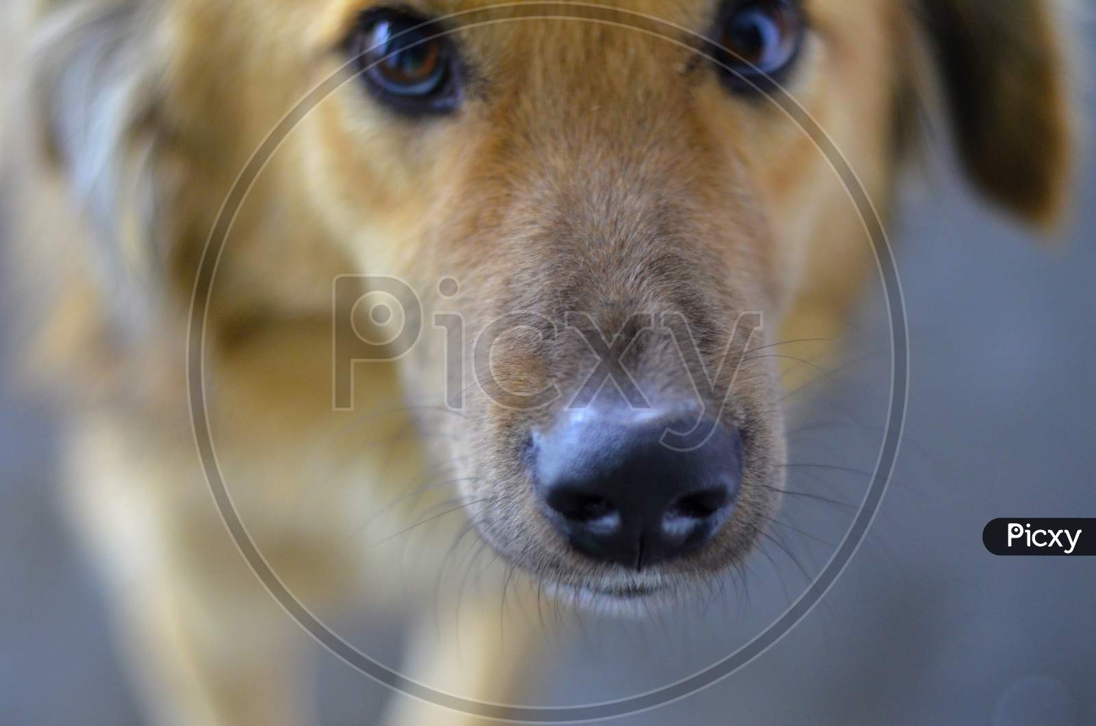 Cute Dog photo ,close up