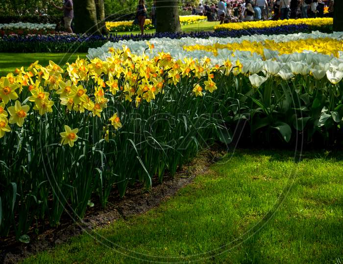 Netherlands,Lisse, Yellow Tulips On Field