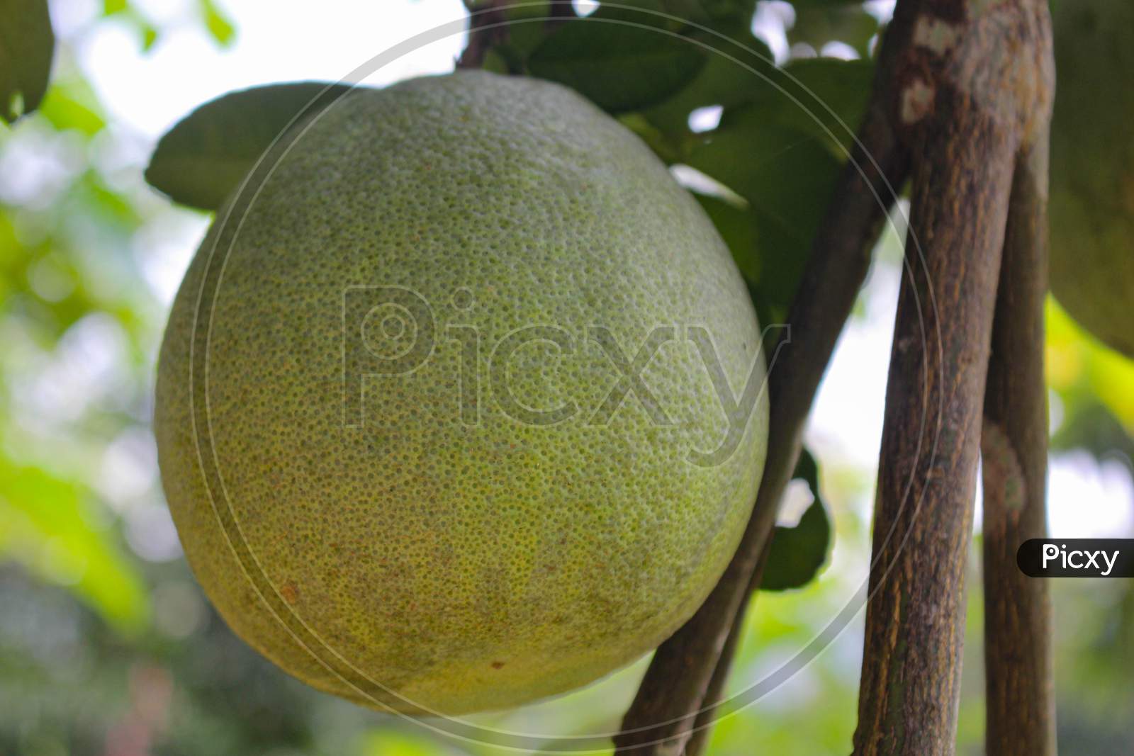 Pomelo citrus fruit, green pomelo hanging on branch