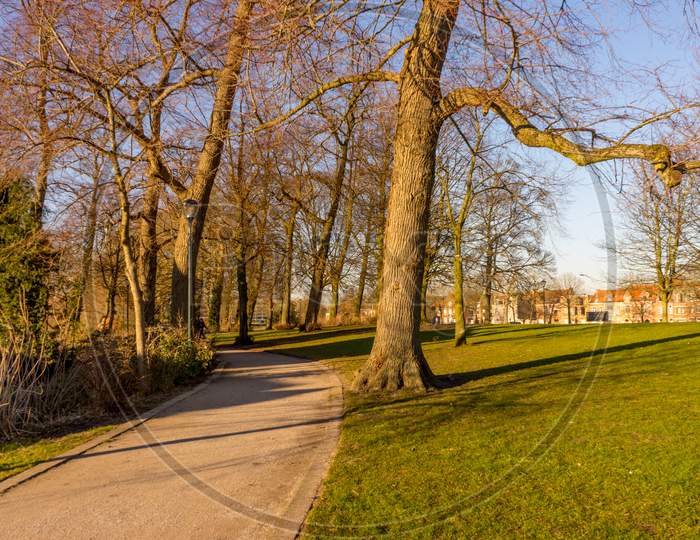 Belgium, Bruges, A Tree In A Park