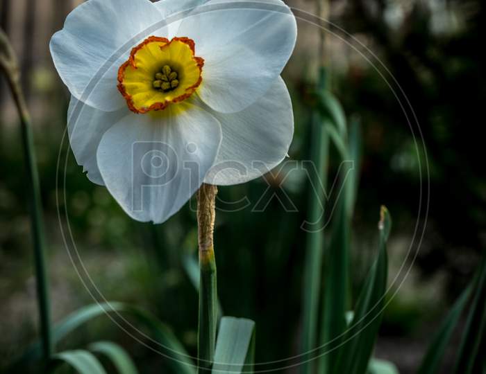 Netherlands,Lisse, A Close Up Of A Flower