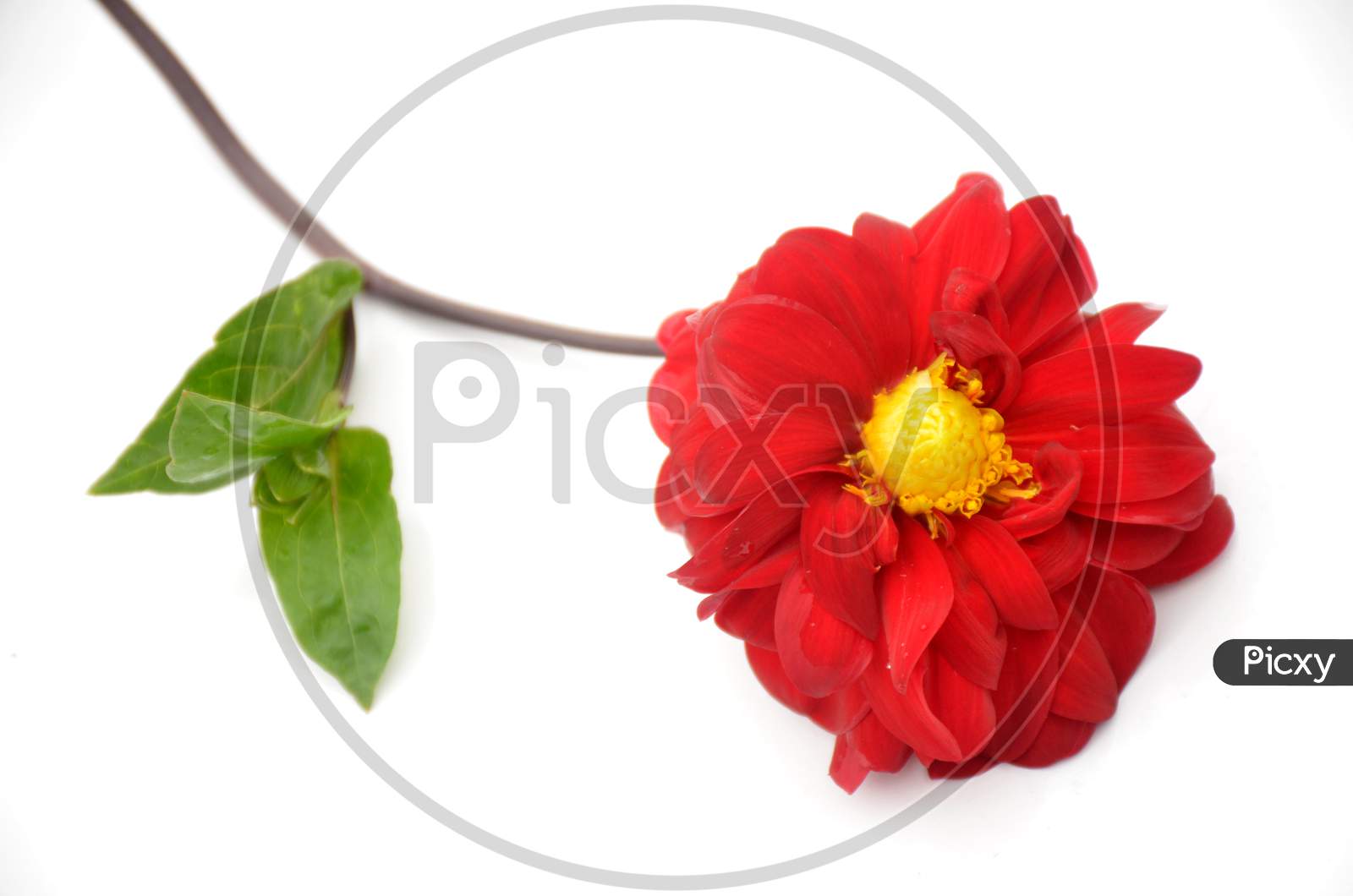 The Beautiful Red Dahlia Flower With Leaf And Branch Isolated On White Background.