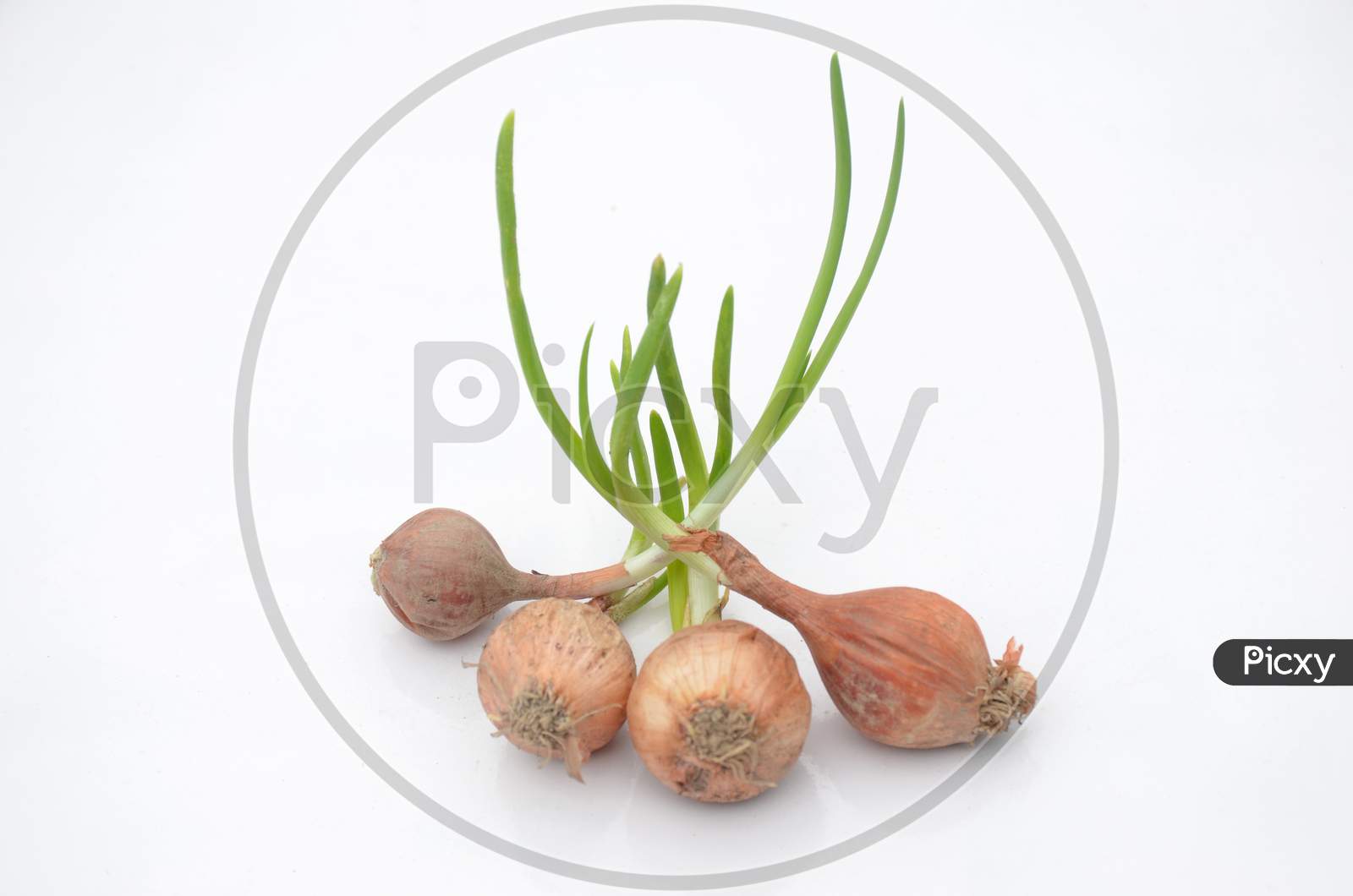 Bunch The Red Green Onion Soil Heap Isolated On White Background.