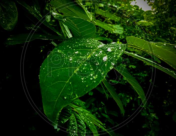 A Nature's best creation, Water drops on leaf