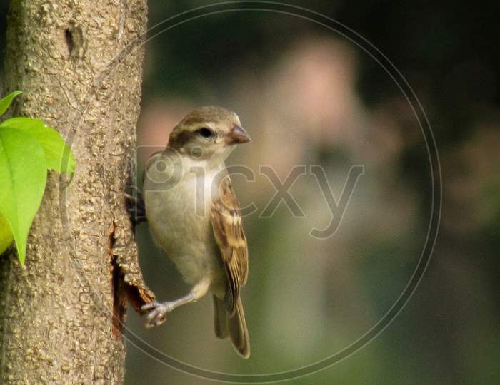 The home sparrow