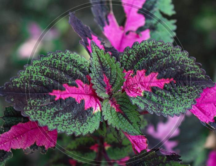Multi colored leaves pink,purple and green color leaves growing in garden