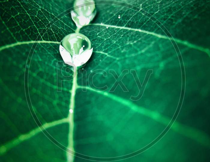 Water drops on Leaf  in mansoon