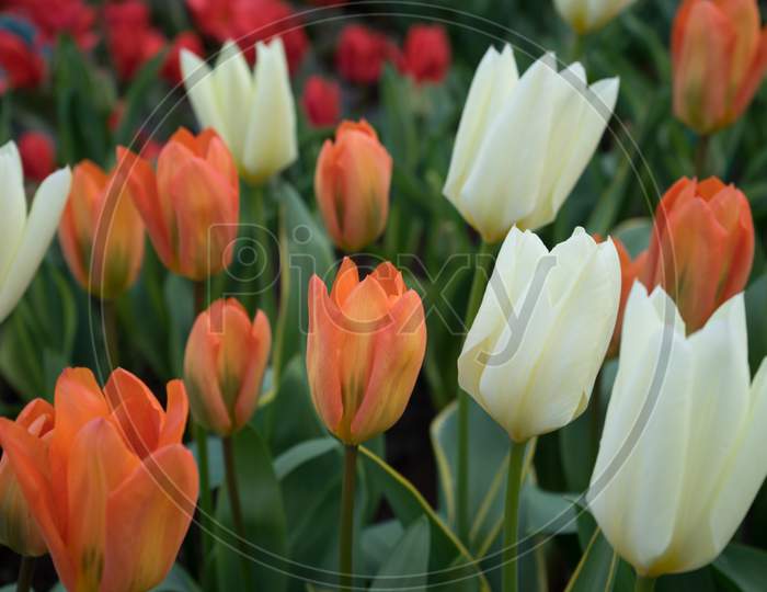 White And Orange Tulip Flower With A Blurred Background In Lisse, Netherlands, Europe
