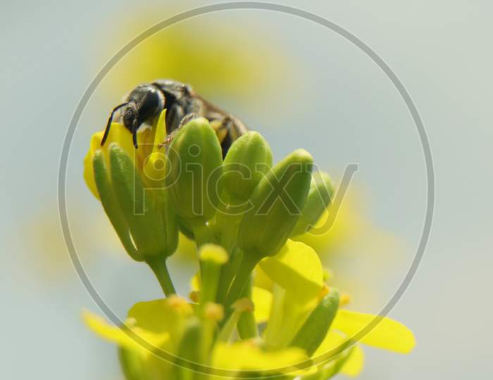 Honey bee on search of food ( nectar)