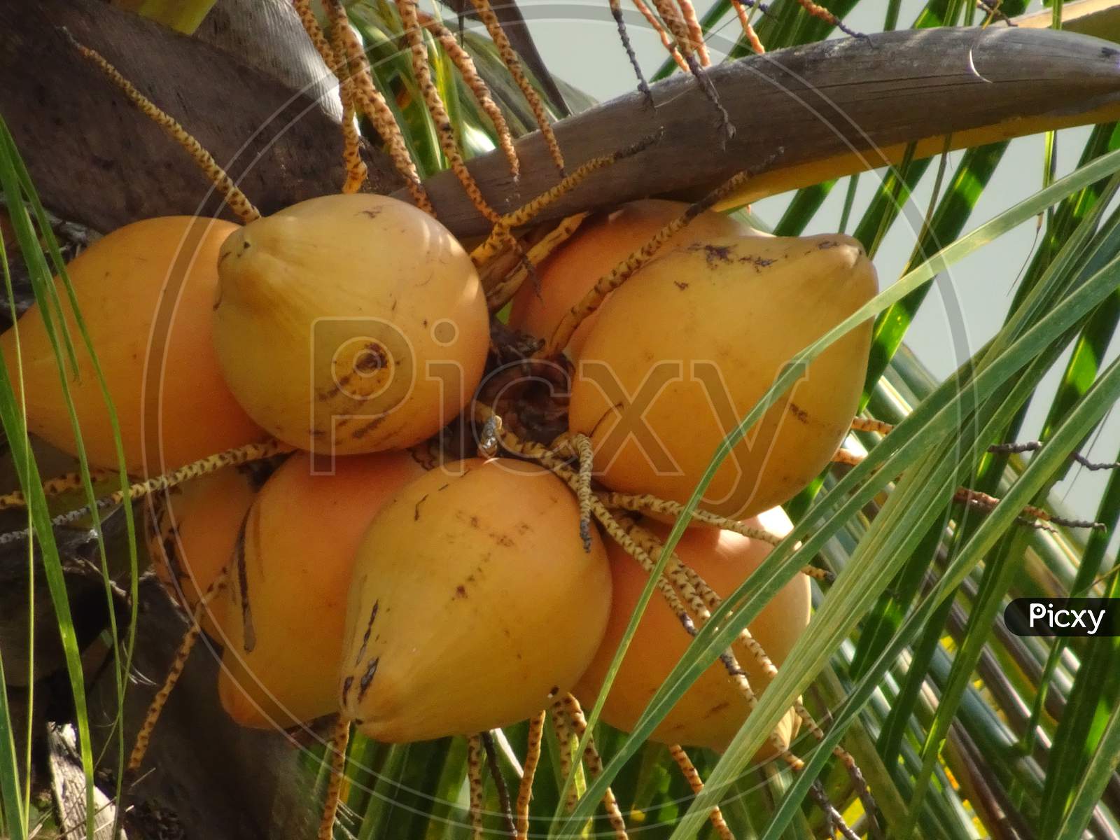 Coconut on tree from the ground