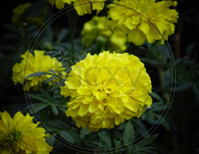 Beautiful yellow colored marigold flowers with green leaves background