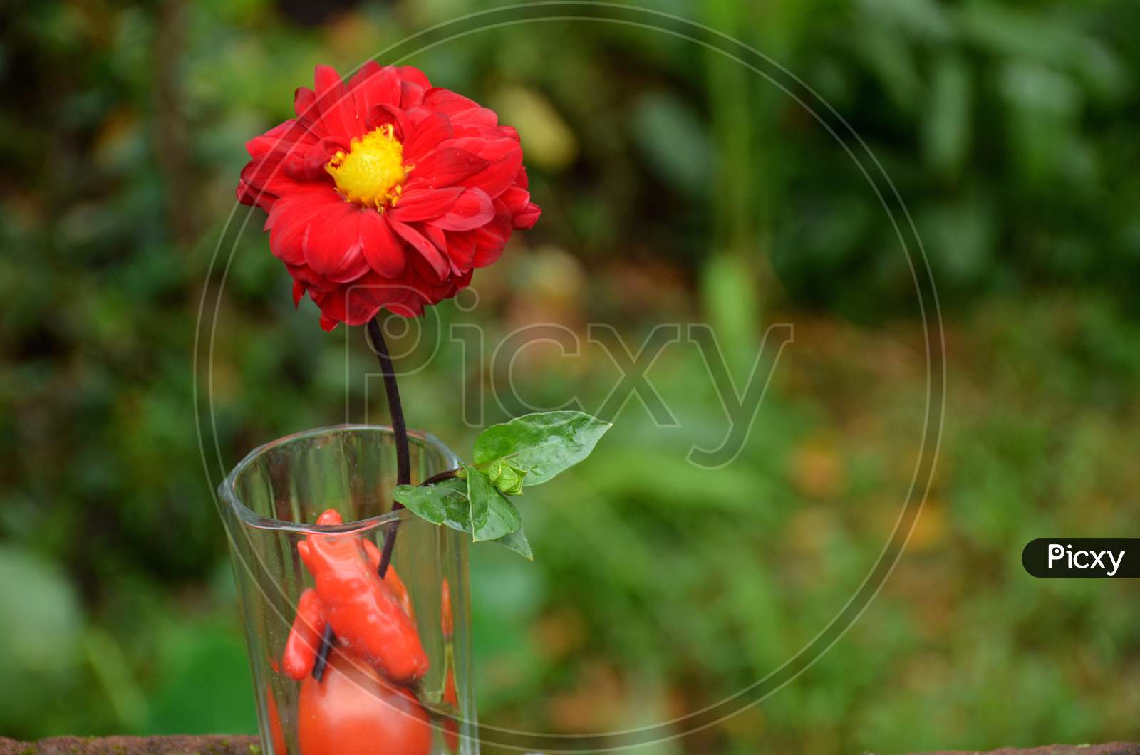 The Beautiful Red Dahlia Flower With Leaf In The Glass On The Green Background.