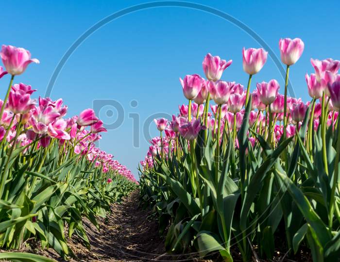 Netherlands,Lisse, A Group Of Pink Flowers
