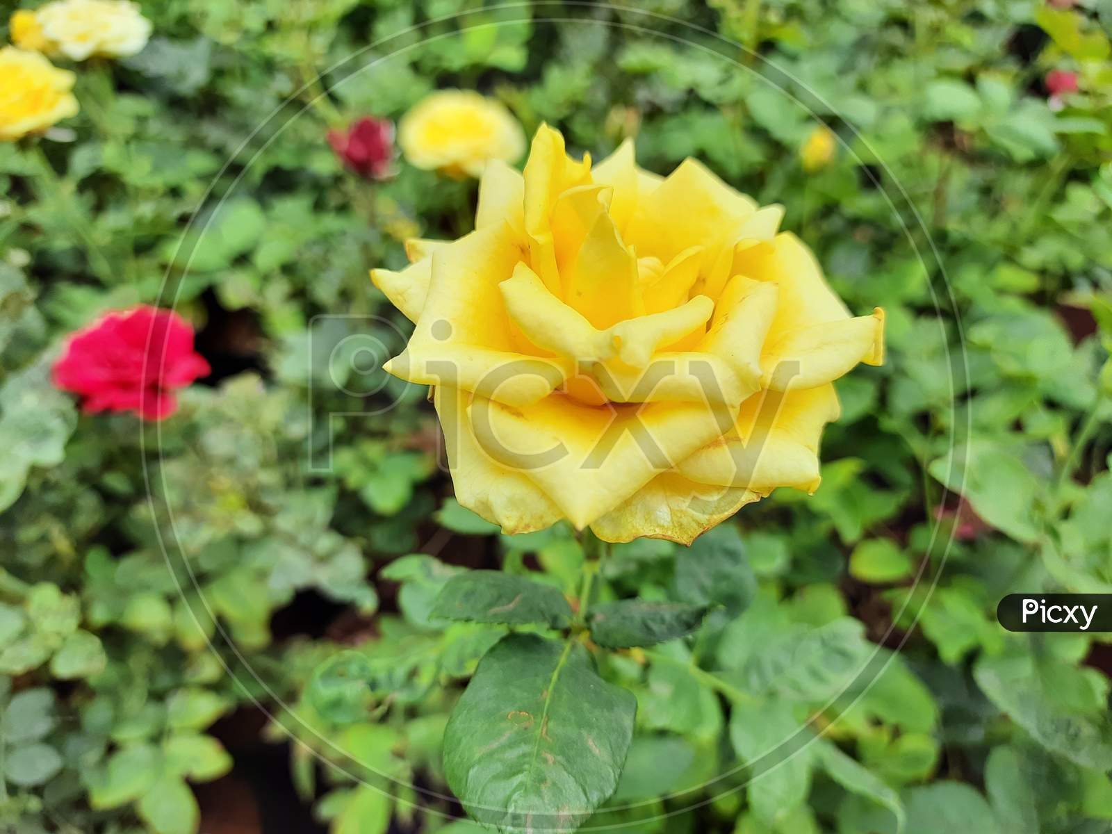 Yellow colour rose looking so beautiful