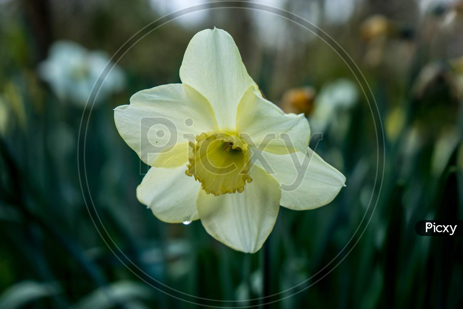 Cream Coloured Daffodil With Blurred Background In Lisse, Keukenhoff,  Netherlands, Europe
