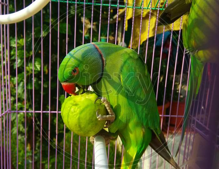 Parrot Eating