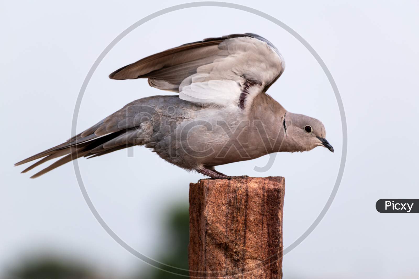 The Eurasian-collared Dove.