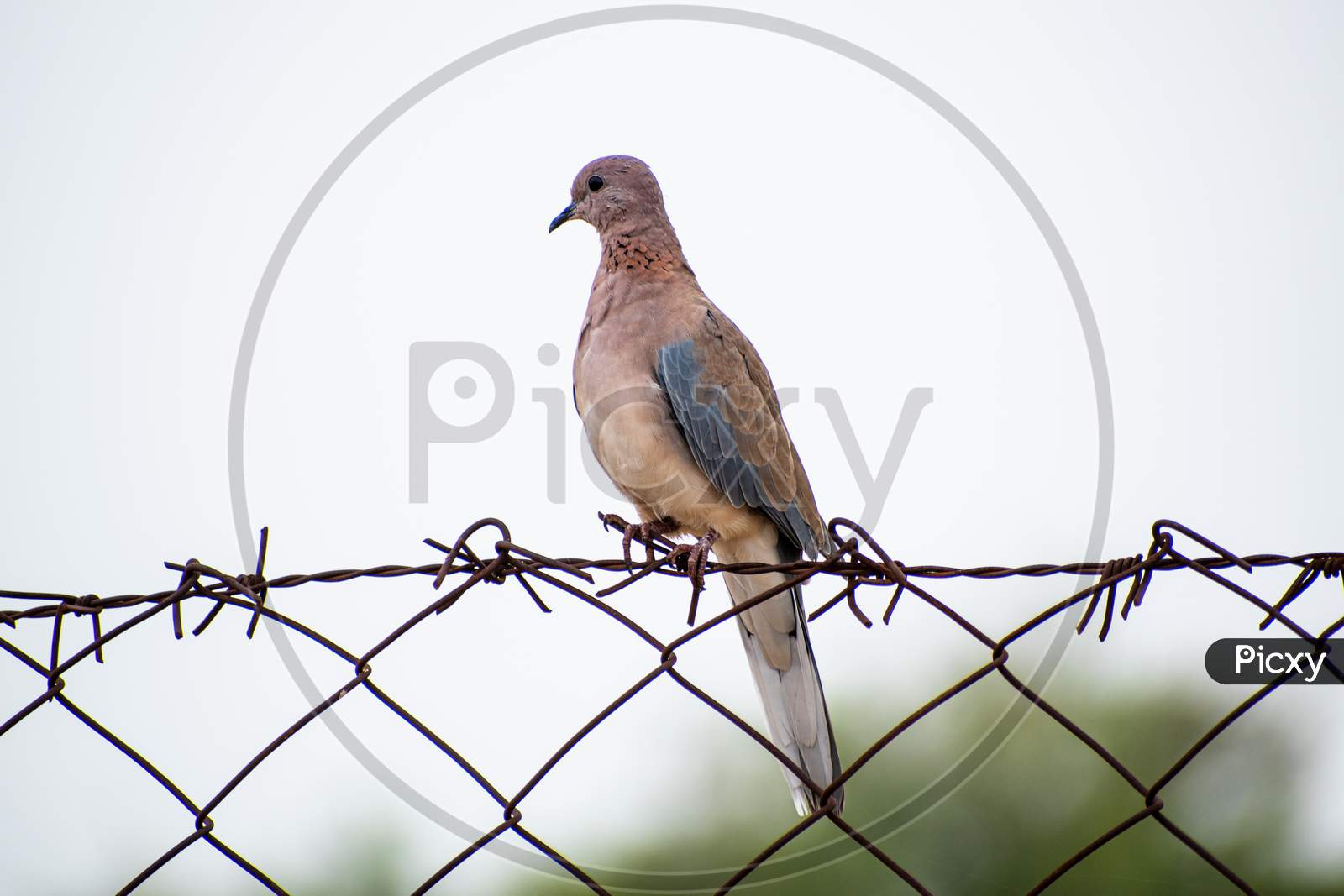 The Laughing Dove