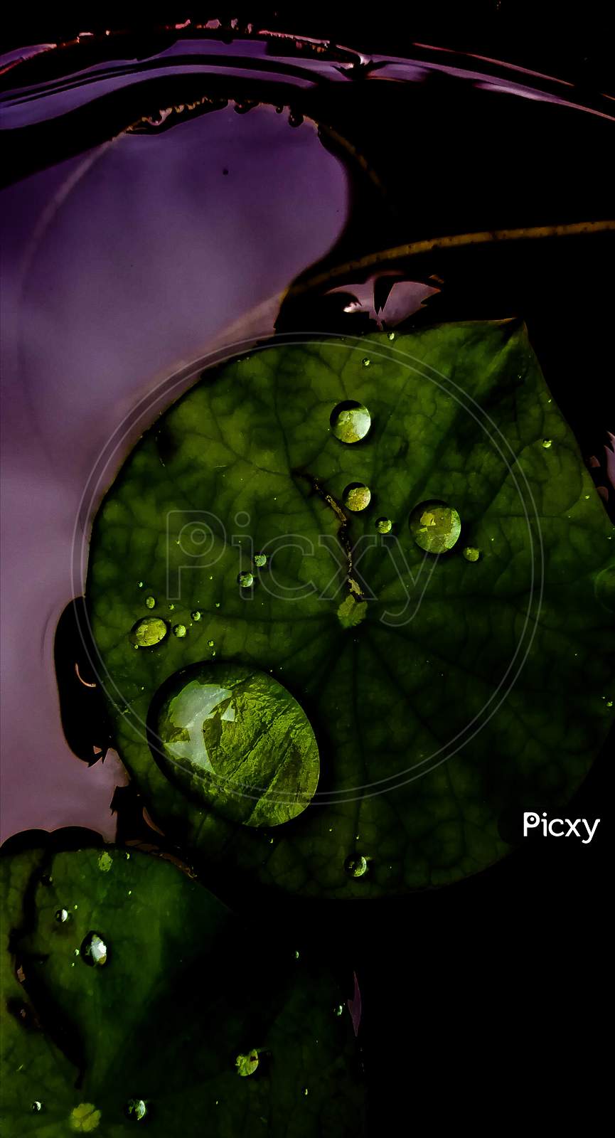 Water droplets on green leaf, macro photos, green leaf