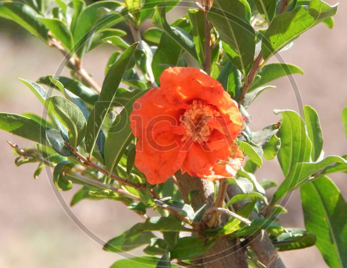 Pomegranate flower