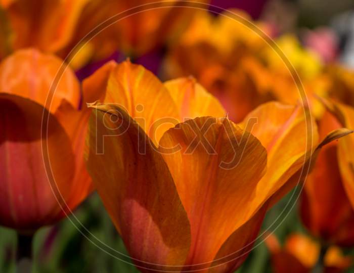 Netherlands,Lisse, Orange Tulips