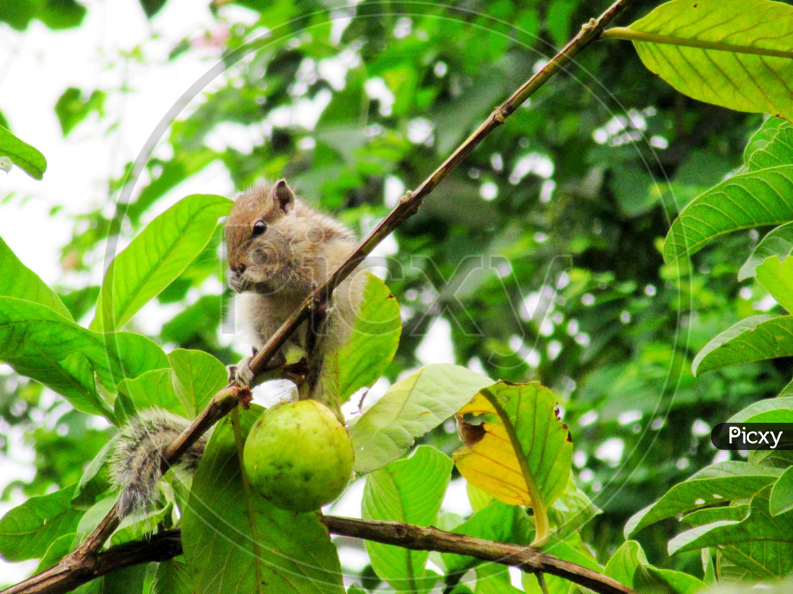 Squirrel eating guava in the tree, closeup shots