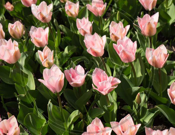 Pink Tulip Flowers In A Garden In Lisse, Netherlands, Europe
