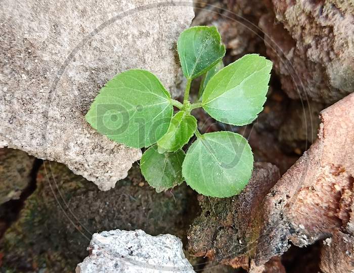 Small plant in rocks