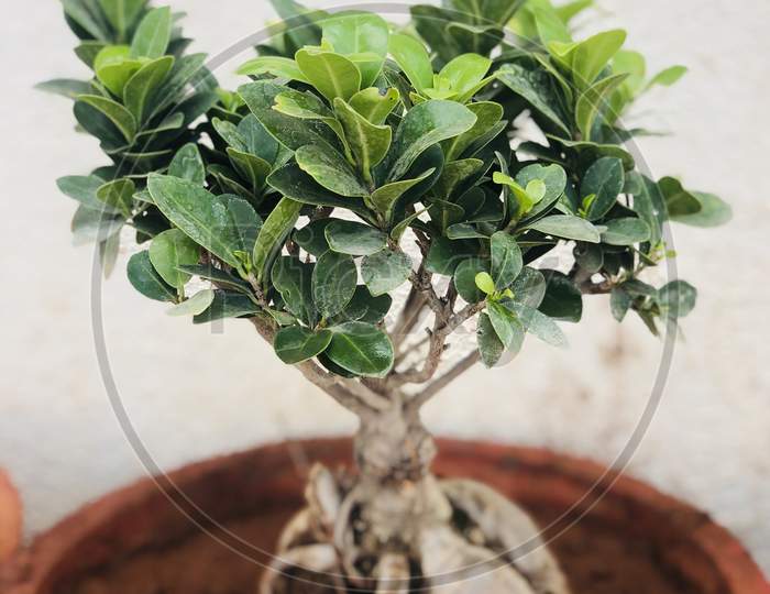 Plant at Home