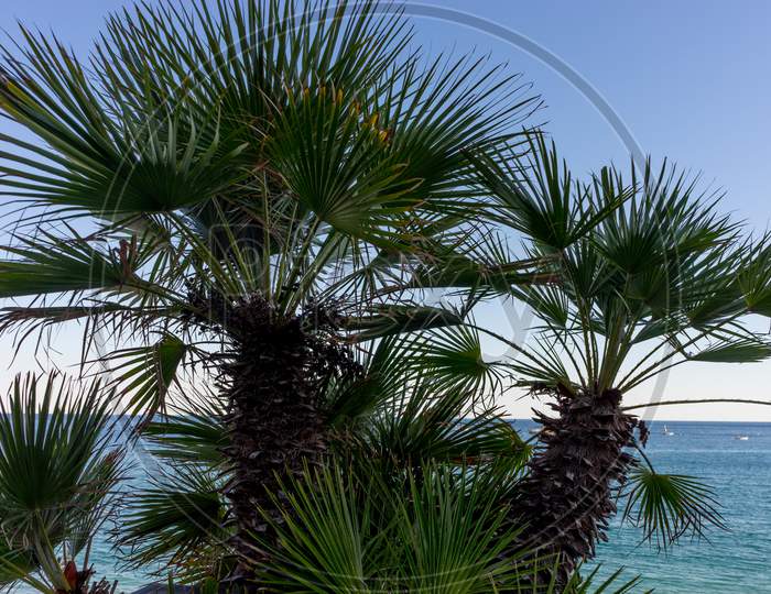 Italy, Cinque Terre, Monterosso, A Group Of Palm Trees Next To A Tree