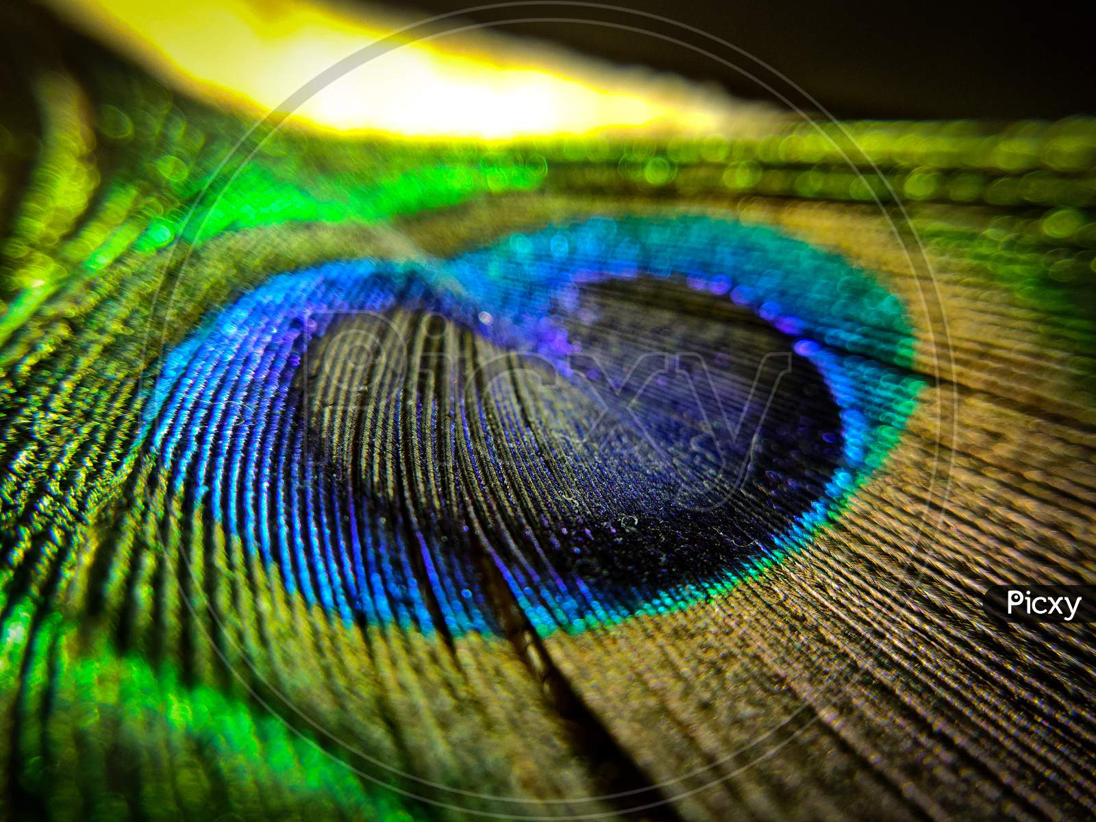 Feather of the peacock colourfull macro