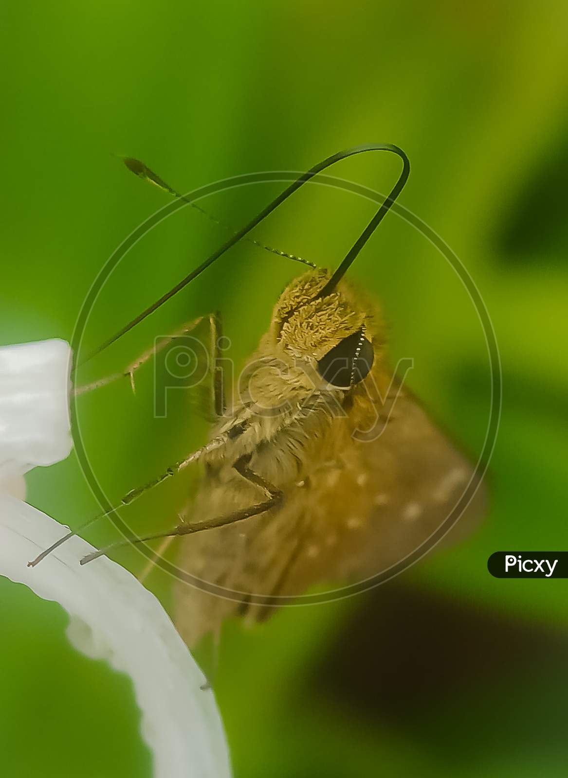 Butterfly, macro, with a long tongue, proboscis