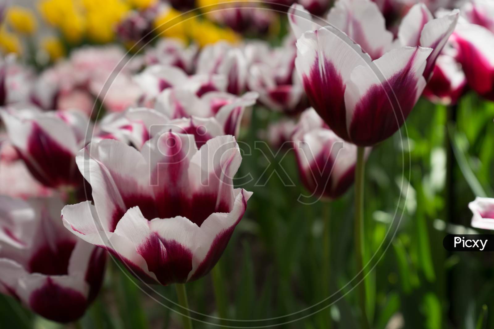 White And Magenta Tulip Flowers In A Garden In Lisse, Netherlands, Europe