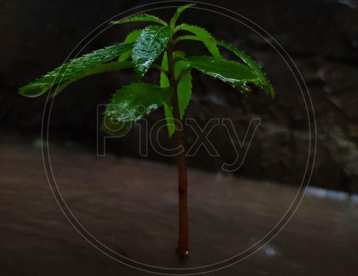 Plant with rain