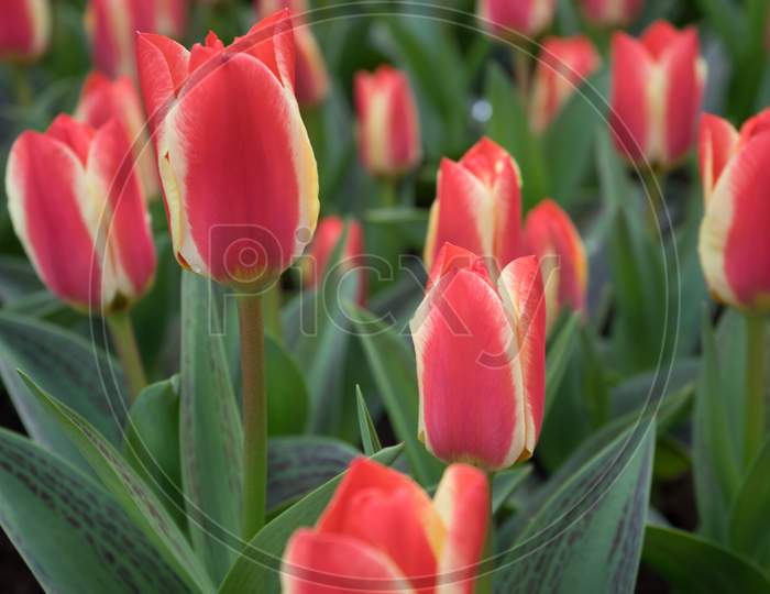 Red Tulips In A Garden In Lisse, Netherlands, Europe
