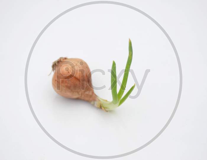 The Red Green Onion Soil Heap Isolated On White Background.