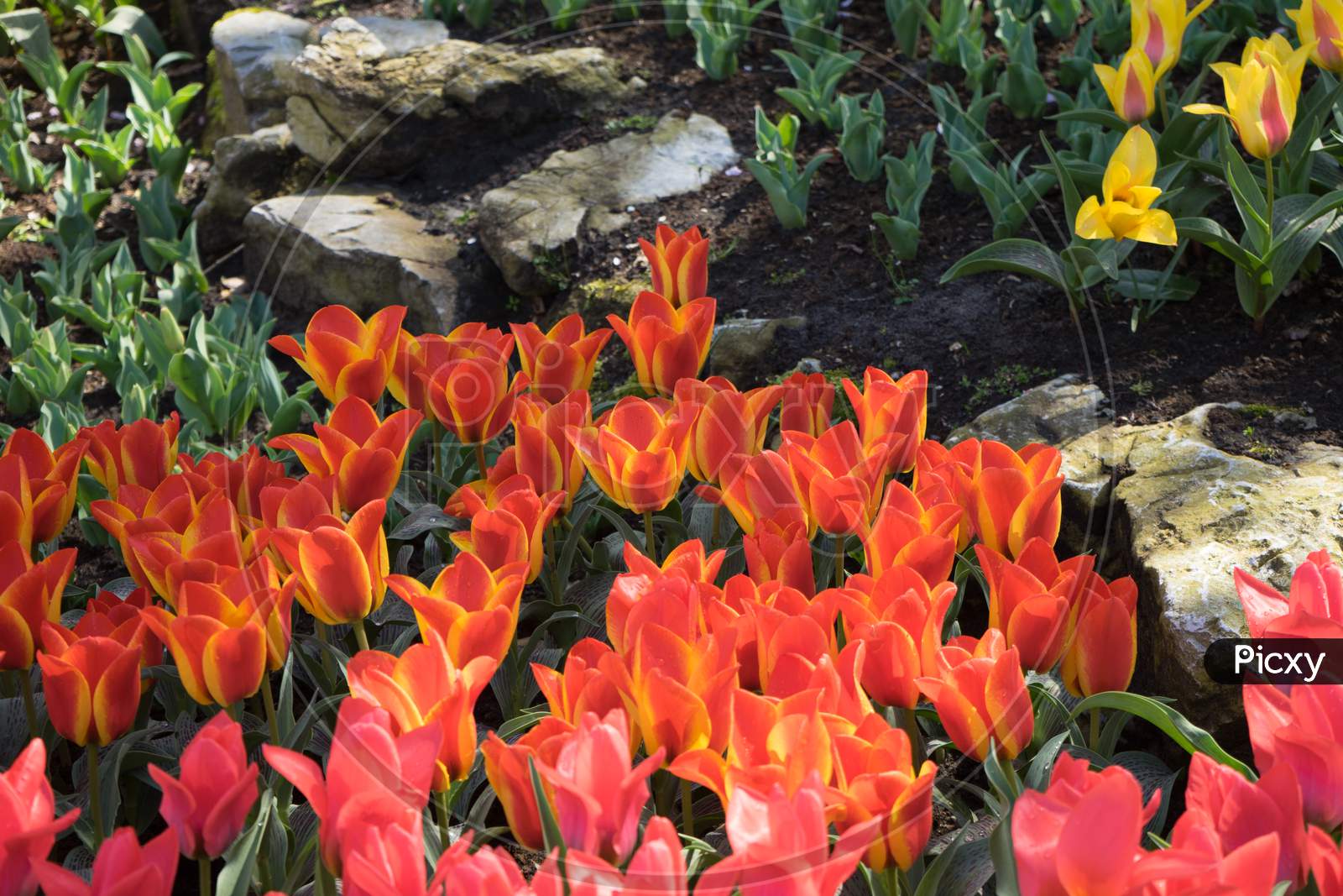 Red And Yellow Tulips In A Garden In Lisse, Netherlands, Europe
