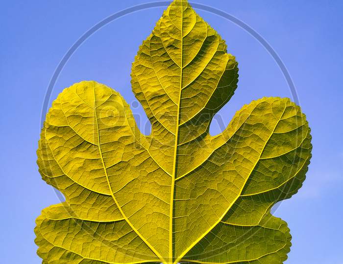 Mulberry Green Leaf On Blue Background