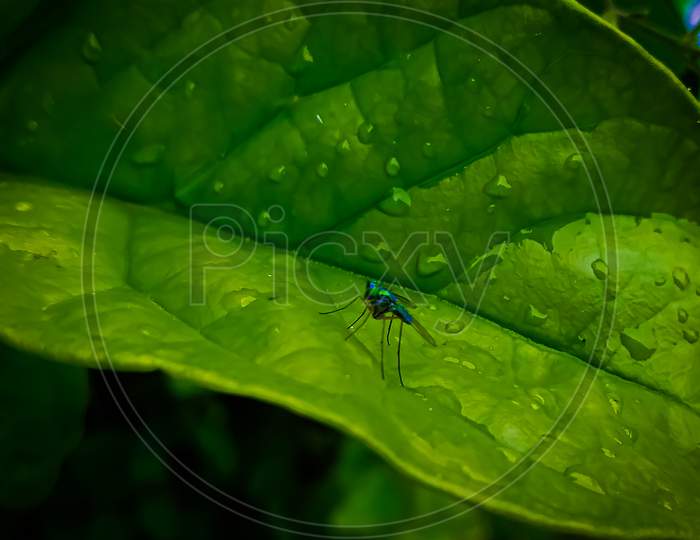 Mosquito on green leaf