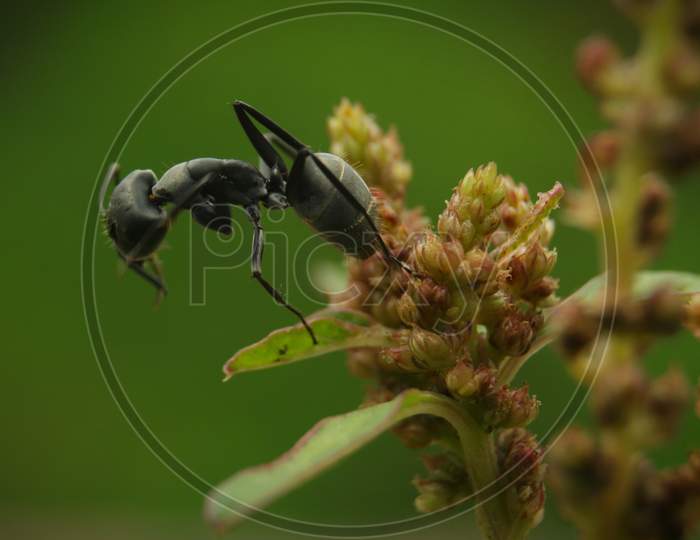 Ant on a plant, MACRO