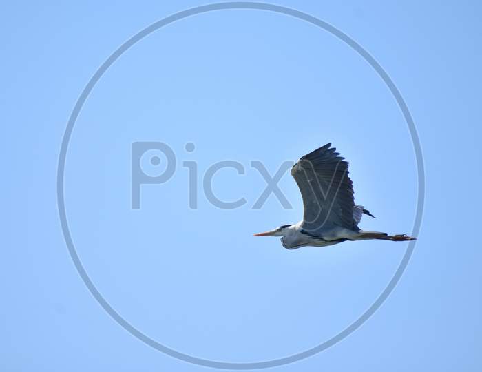 Grey heron bird in flight