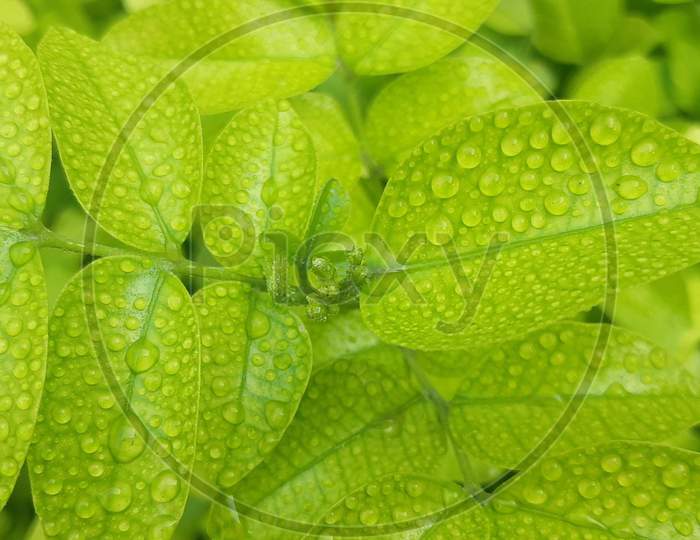 Wet Green leaves after rain