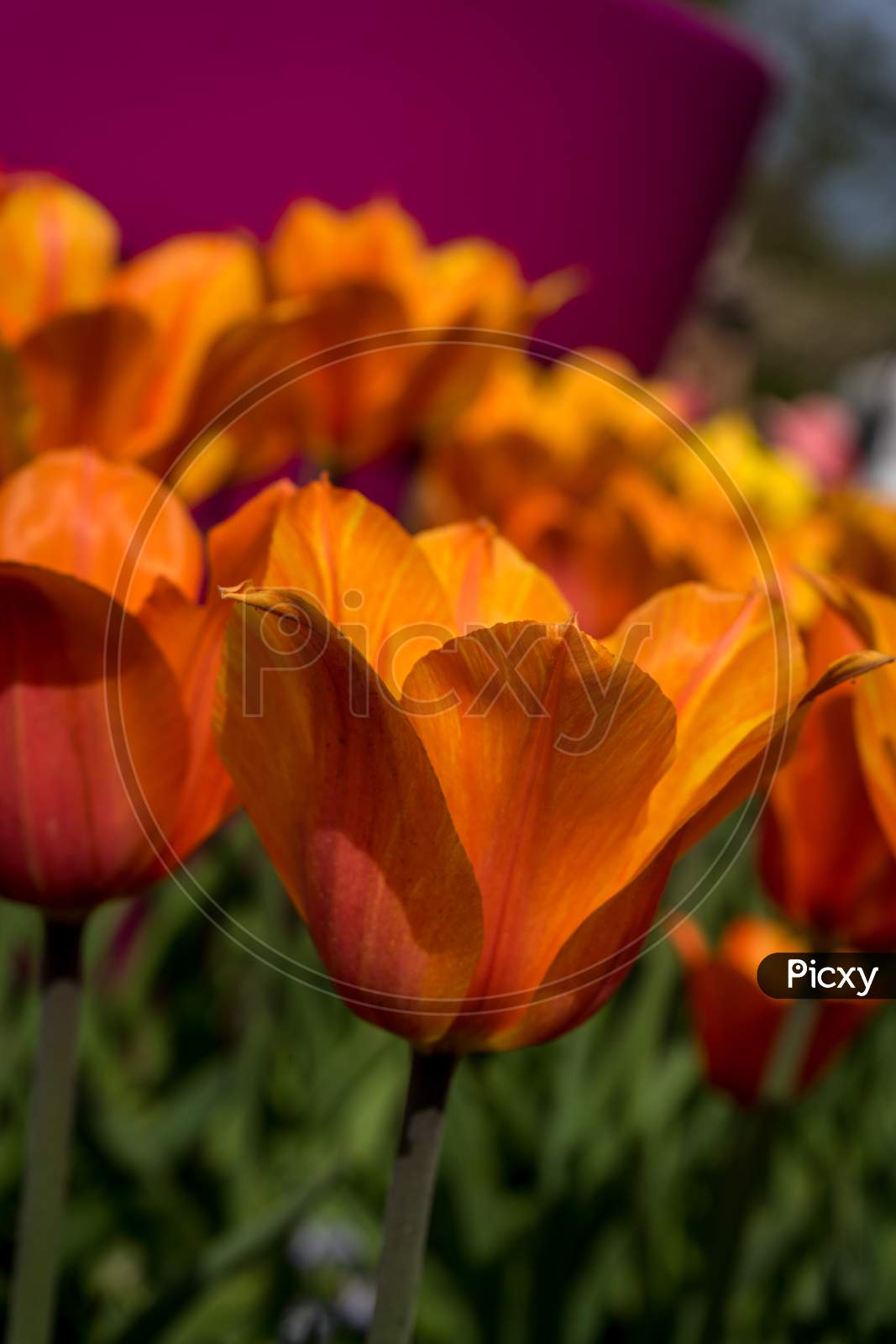 Netherlands,Lisse, Orange Tulips